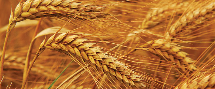 brophy agri services wheat
